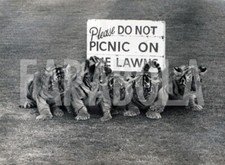 Foto vintage UK, Cinque cuccioli di tigre, stampa 21x15 cm