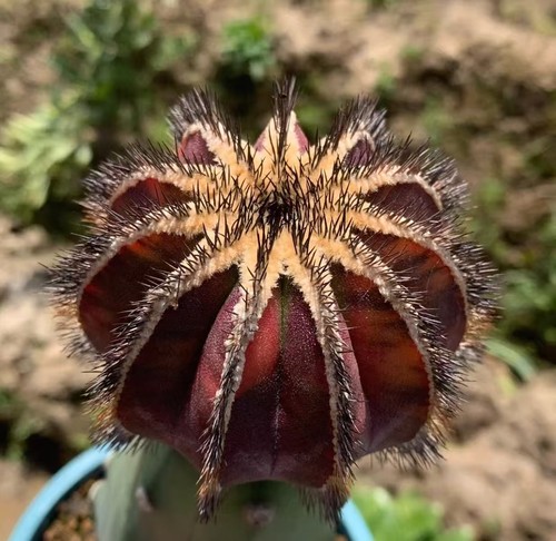 Uebelmannia pectinifera - 7,