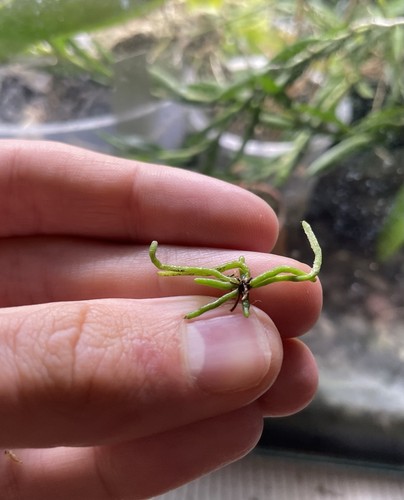 Dendrophylax porrectus - dendrophylax,