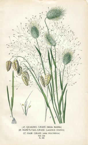 Stampa antica fiori - fiori, briza