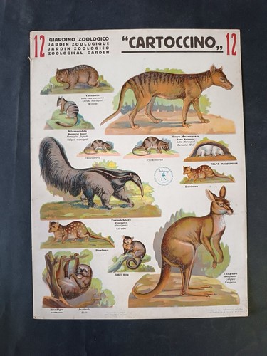 Cartoncino giardino zoologico - cartoncino,