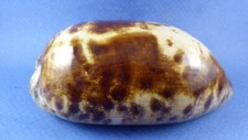 Coquillage testudinaria - coquillage,
