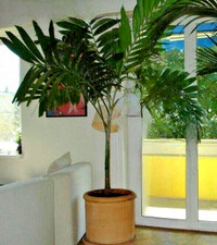 Ptychosperma elegans - Palma