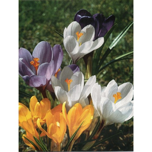 Crocus sativus fiori - sativus,