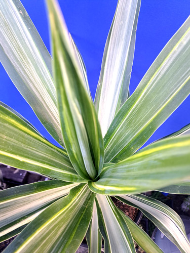 Yucca hybrid moonlight - hybrid, 'moonlight'