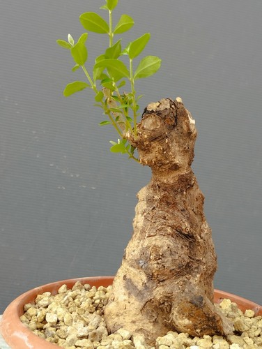 Bonsai olivastro robusta - bonsai,