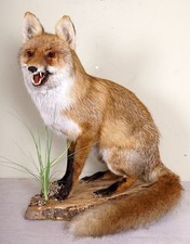 Bellissima Volpe Fox