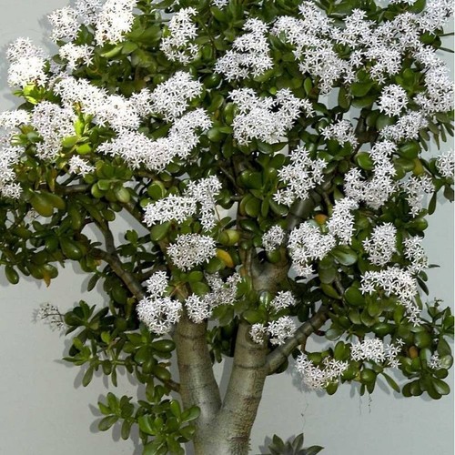 Talee crassula ovata - di,