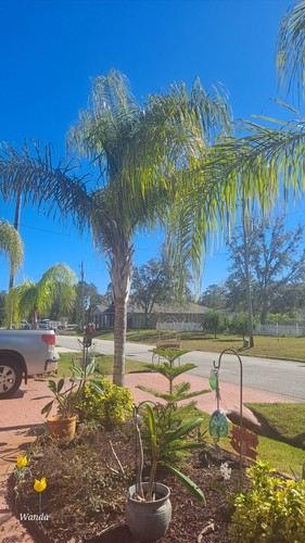 Queen palm tree - tree, (syagrus