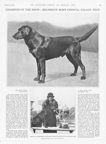 Kennel club show best - dog, the