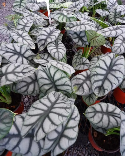 Silver dragon alocasia - alocasia, baginda