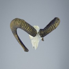 786MU Trofeo di caccia di muflone, corna 81-73cm C.24cm IT