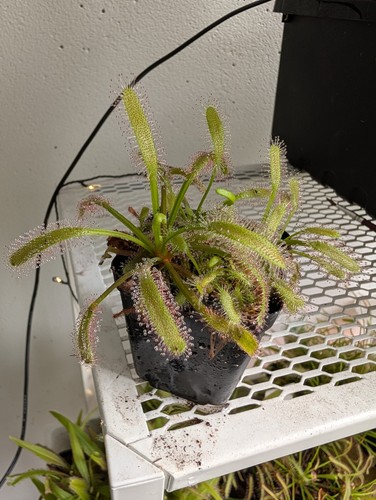 Drosera capensis pianta - drosera, –