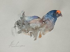 Gallo cappero, uccellini