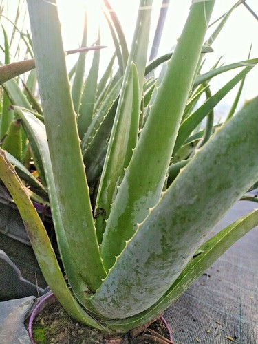 Aloe vera barbadensis - barbadensis, pianta