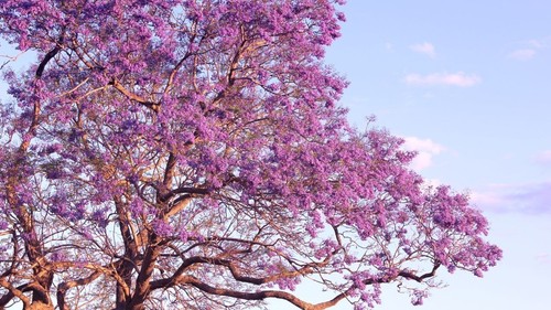 Pianta jacaranda blu - pianta, di