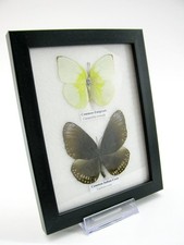 2 farfalle vere, imbottite