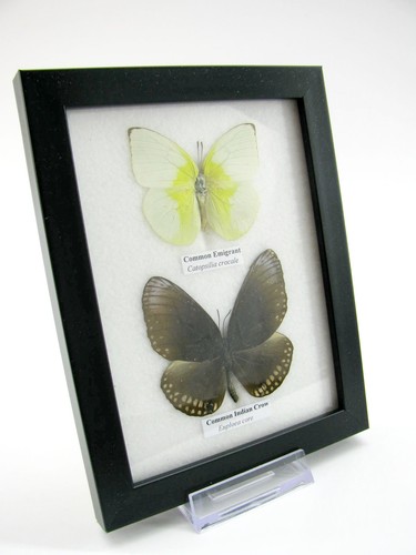 Farfalle vere imbottite - vere,,