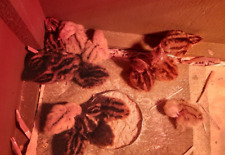 48 uova di QUAGLIA FERTILI