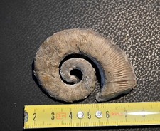 AMMONITI: Crioceratites