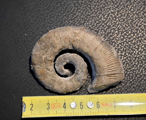 Ammoniti crioceratites - ammoniti:,