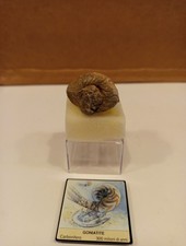 Fossile Goniatite Carbonifero