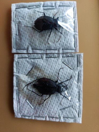 Carabus goryi - 2, ex.