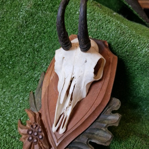 Vero teschio trofeo camoscio - teschio,