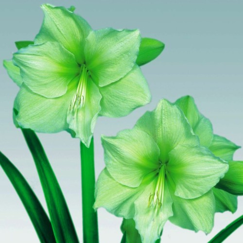 Amaryllis bulbo fiore - bulbo,