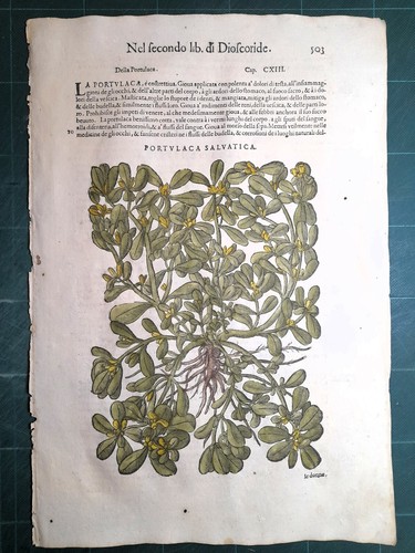 Mattioli matthioli erbario - mattioli,