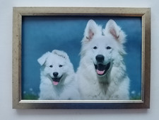 Cane e cucciolo pastore