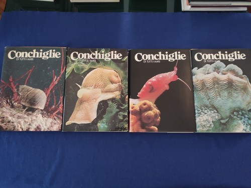 Conchiglie tutti mari - conchiglie,