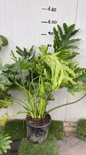 Philodendron selloum - philodendron,