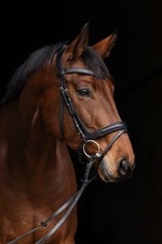 Trensenzaum Anatomic sangue