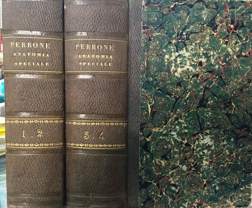 Perrone - (medicina),