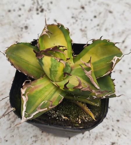 Agave titanota granchio - titanota, 'granchio'