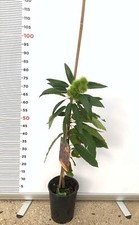 PIANTA DI CASTAGNO MARRONE