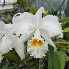 Cattleya mossiae alba - cattleya, f.