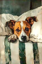 Jack Russell cane a letto