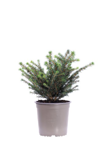 Pianta vera abete picea - pianta,