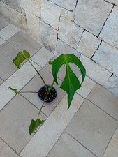 Monstera Burle Marx Flame