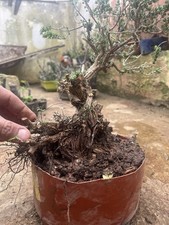 Timo Pianta Aromatica Come In