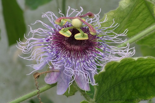 Semi passiflora - 10,