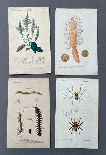 Storia naturale litografie - storia,