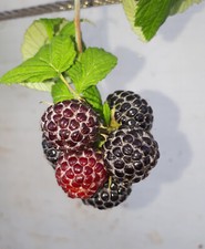 Pianta lampone nero - di,