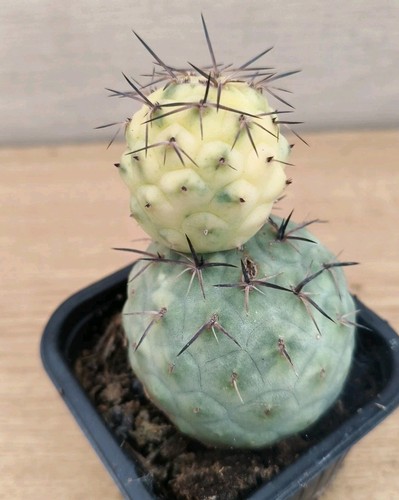 9494 tephrocactus geometricus - ,