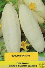 CETRIOLO  MEZZO LUNGO BIANCO- SEMENTI ORTAGGI INSALATA  -50 SEMI SELEZIONATI