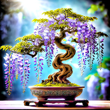 Bonsai ~ 20 pezzi ☆ africano. Pioggia blu ☆ [lat. Semi "Bolusanthus Africanus"]