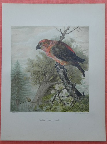 Becco croce abete - abete, loxia
