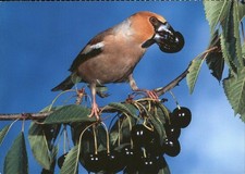 Voegel Birds Oiseaux Uccelli